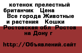 котенок прелестный британчик › Цена ­ 12 000 - Все города Животные и растения » Кошки   . Ростовская обл.,Ростов-на-Дону г.